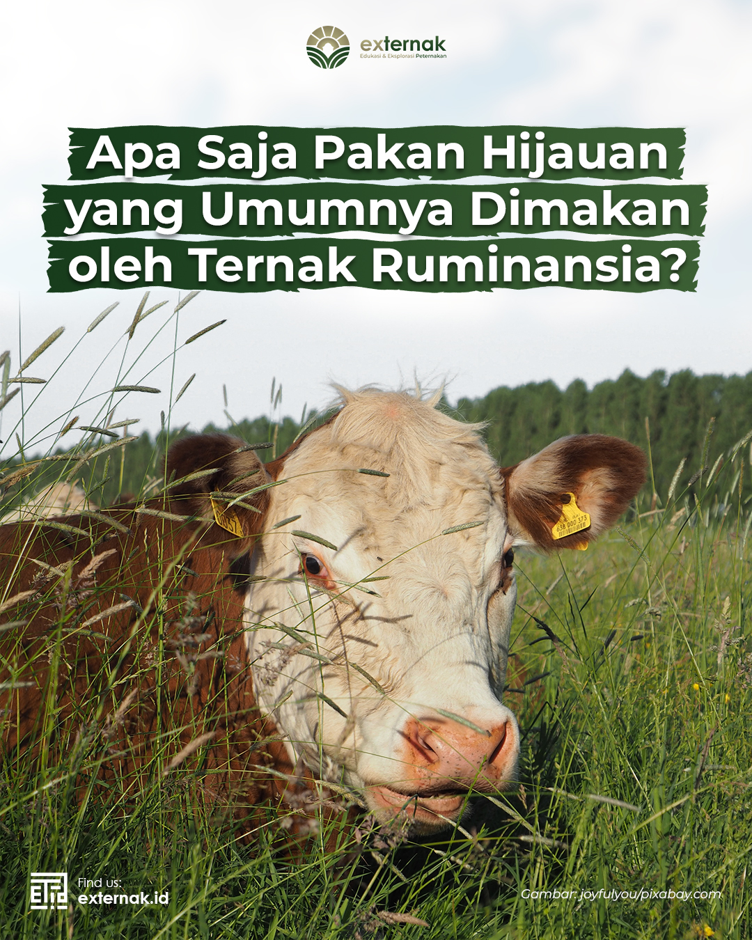 APA SAJA PAKAN HIJAUAN YANG UMUMNYA DIMAKAN OLEH TERNAK RUMINANSIA?